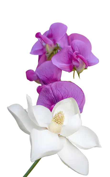 flowers shezone